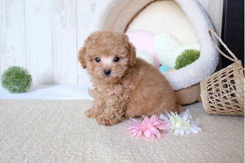 成約済の滋賀県のトイプードル-76186の1枚目